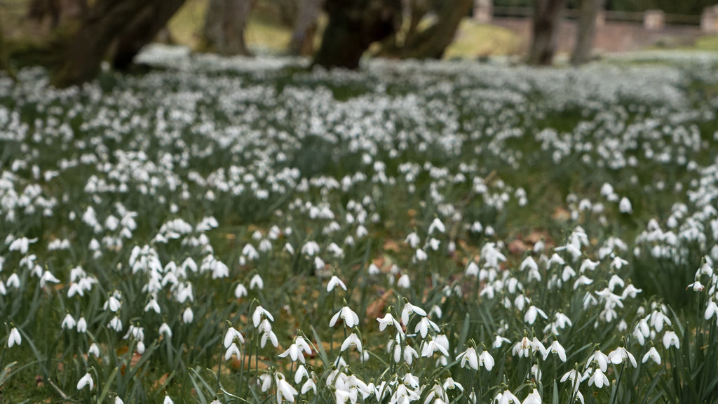 Snowdrop Stories & Folklore