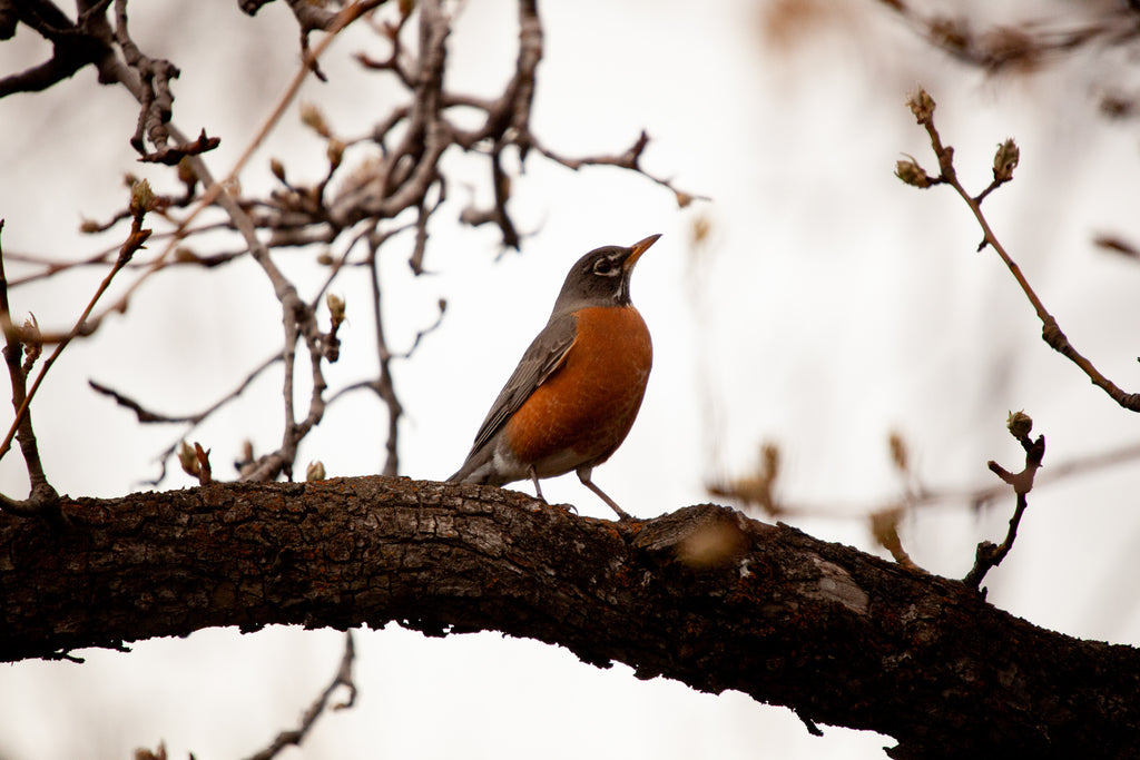Becoming a Birdwatcher