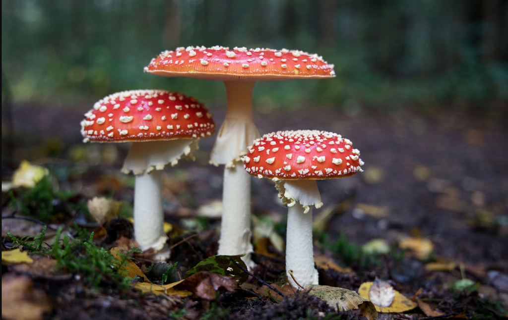Mushroom Foraging: A Journey into Nature's Hidden Treasures