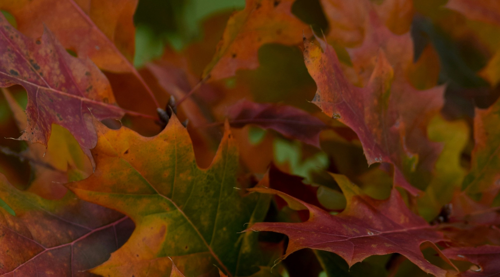 Autumn Folklore and Traditions