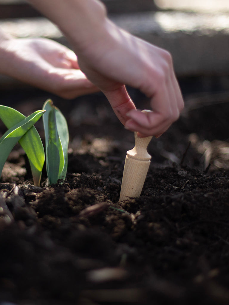 A wooden pointed seed dibbler being pushed into soil to make a hole for seeds.