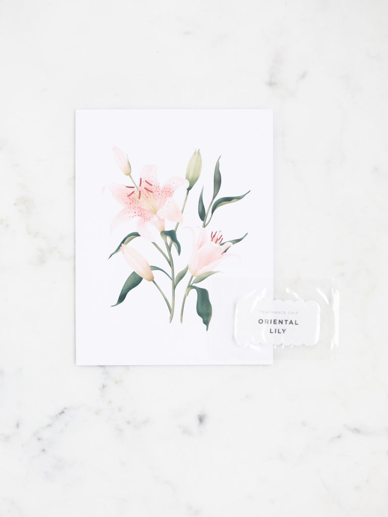 Blush oriental Lily greeting card with dark green leaves. 