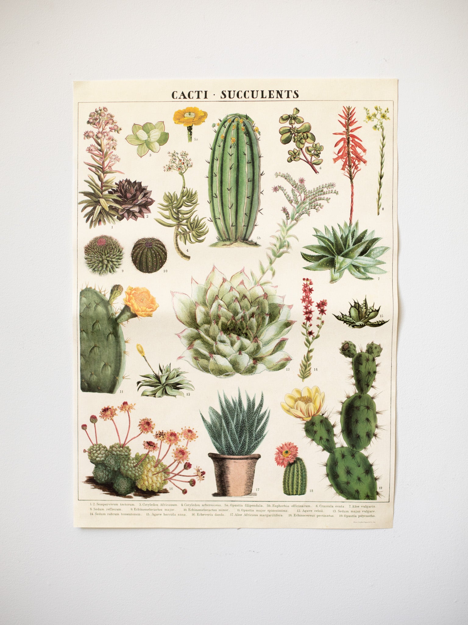 succulent poster Vintage Posters – Heirloom Art Co