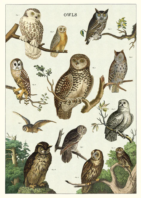 The Owls poster, a collection of different owl species all compiled together in various positions.