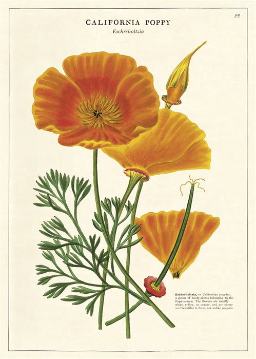 vintage succulent poster Vintage Posters – Heirloom Art Co