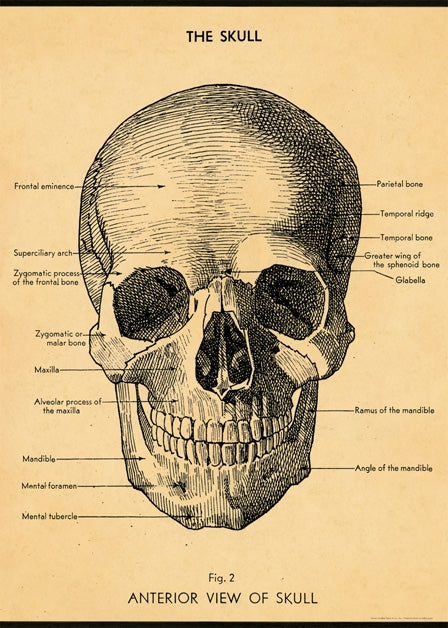 The Skull poster, a vintage style diagram with a large black and white human skull, with labels of the different pieces.